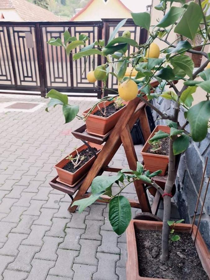 Pensiunea Otilia Σιγκισοάρα Εξωτερικό φωτογραφία